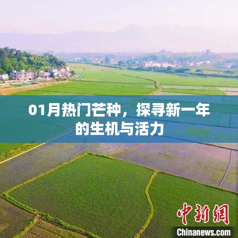探寻新一年生机与活力，热门芒种一月展望