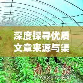 深度探寻优质文章来源与渠道揭秘，揭秘文章背后的故事与渠道选择之道