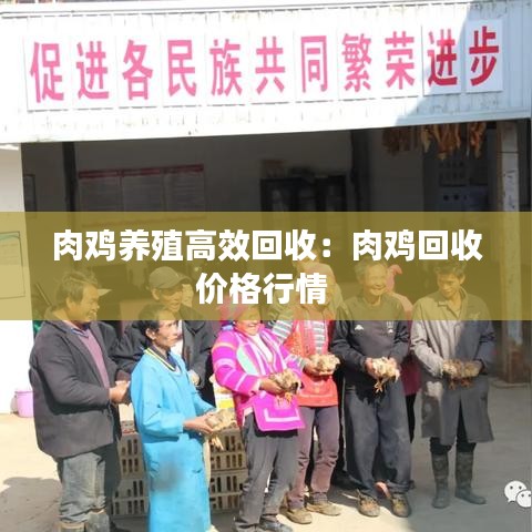 肉鸡养殖高效回收：肉鸡回收价格行情 