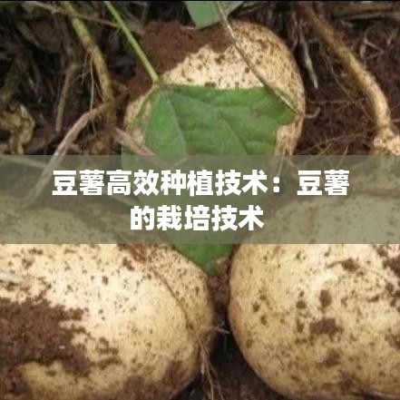 豆薯高效种植技术：豆薯的栽培技术 