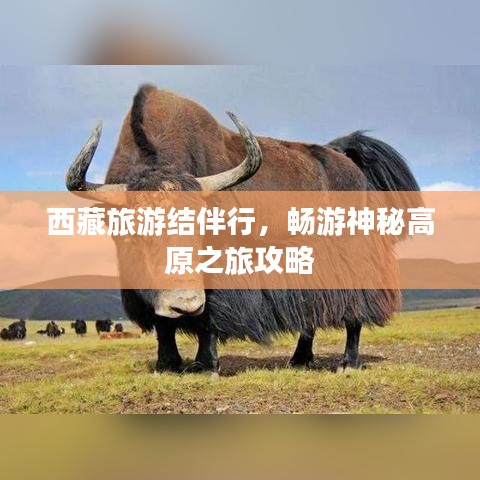 西藏旅游结伴行，畅游神秘高原之旅攻略
