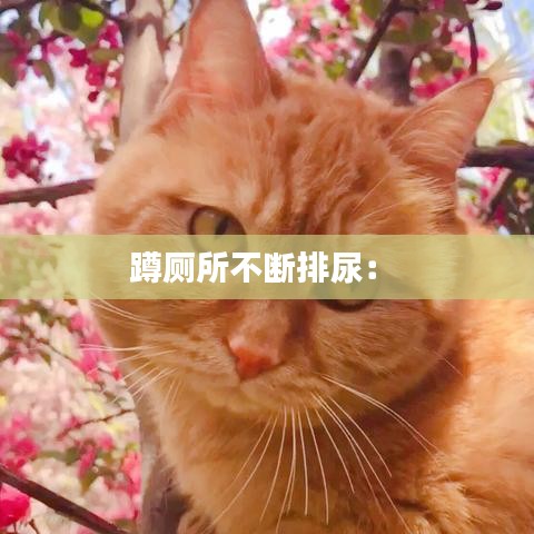 蹲厕所不断排尿： 