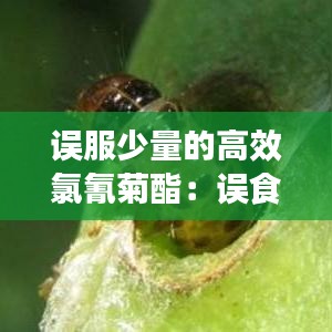 误服少量的高效氯氰菊酯：误食高效氯氰菊酯农药怎么办 