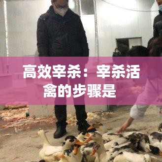 高效宰杀：宰杀活禽的步骤是 