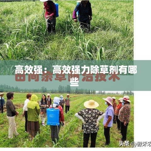 高效强：高效强力除草剂有哪些 