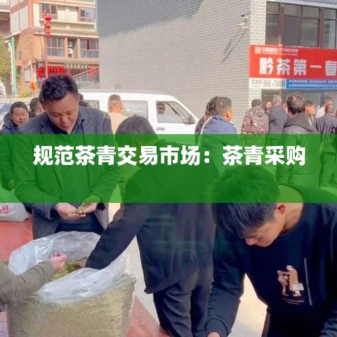 规范茶青交易市场：茶青采购 