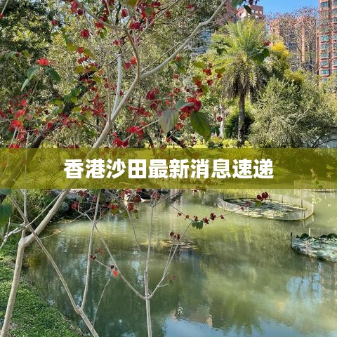 香港沙田最新消息速递