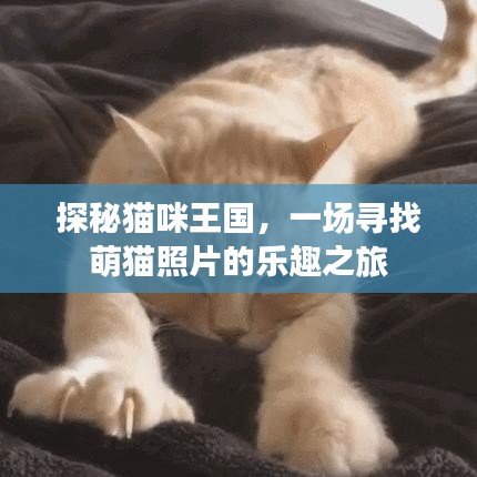 探秘猫咪王国，一场寻找萌猫照片的乐趣之旅