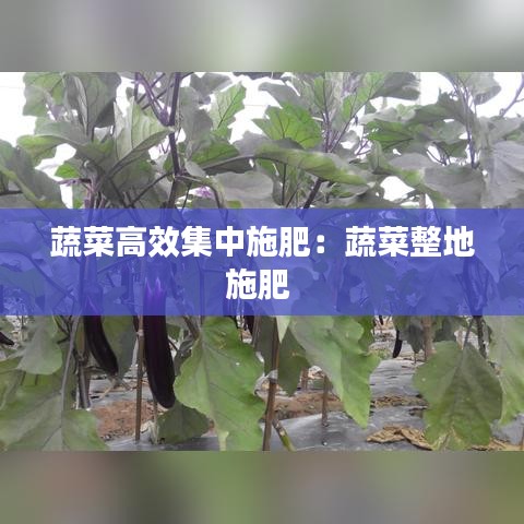 蔬菜高效集中施肥：蔬菜整地施肥 