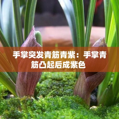 手掌突发青筋青紫：手掌青筋凸起后成紫色 