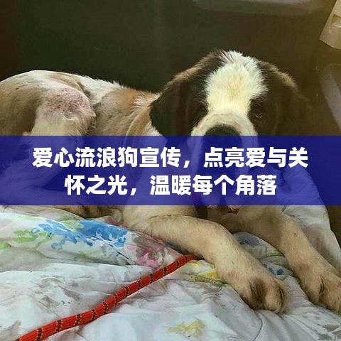 爱心流浪狗宣传，点亮爱与关怀之光，温暖每个角落