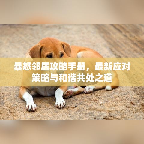 暴怒邻居攻略手册，最新应对策略与和谐共处之道