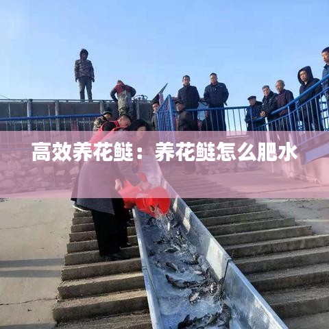 高效养花鲢：养花鲢怎么肥水 
