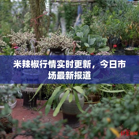 米辣椒行情实时更新，今日市场最新报道