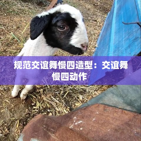 规范交谊舞慢四造型：交谊舞慢四动作 