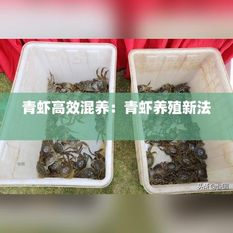 青虾高效混养：青虾养殖新法 