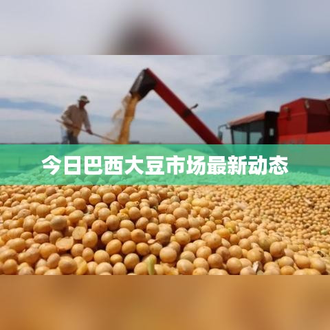 今日巴西大豆市场最新动态