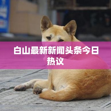 白山最新新闻头条今日热议