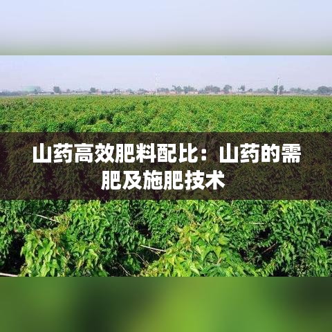 山药高效肥料配比：山药的需肥及施肥技术 