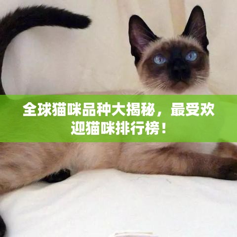 全球猫咪品种大揭秘，最受欢迎猫咪排行榜！