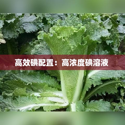 高效碘配置：高浓度碘溶液 