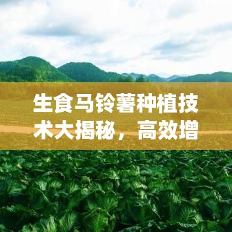 生食马铃薯种植技术大揭秘，高效增产与优质提升的关键策略