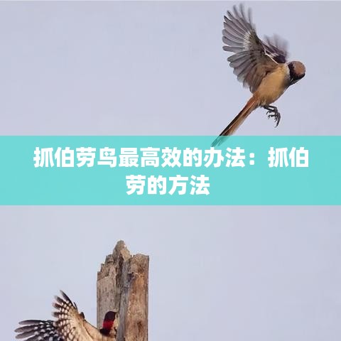 抓伯劳鸟最高效的办法：抓伯劳的方法 