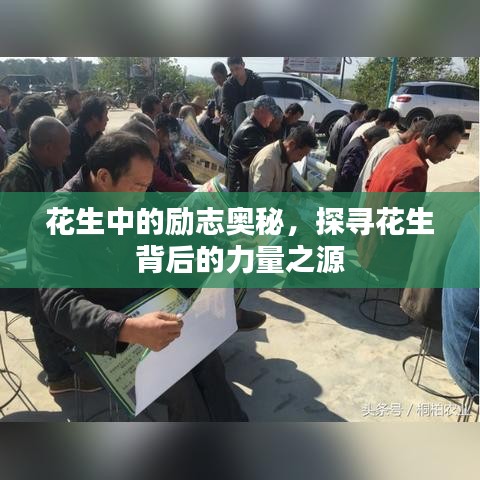 花生中的励志奥秘，探寻花生背后的力量之源