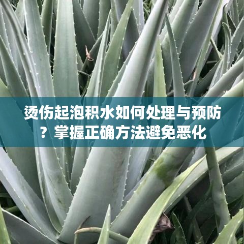 烫伤起泡积水如何处理与预防？掌握正确方法避免恶化