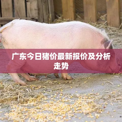 广东今日猪价最新报价及分析走势