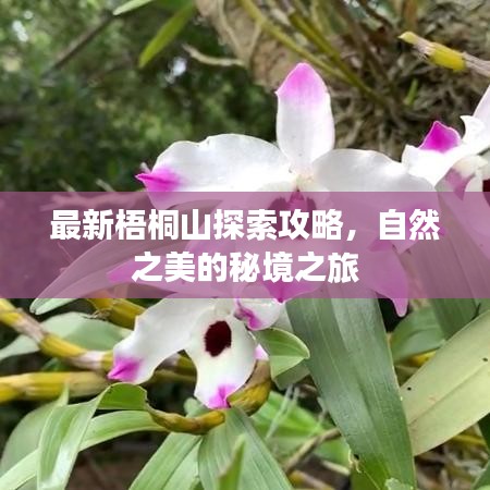 最新梧桐山探索攻略，自然之美的秘境之旅