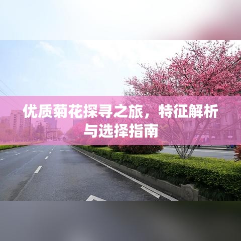 优质菊花探寻之旅，特征解析与选择指南