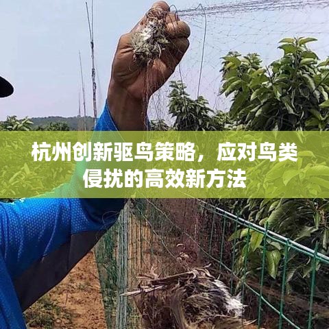 杭州创新驱鸟策略，应对鸟类侵扰的高效新方法