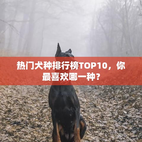 热门犬种排行榜TOP10，你最喜欢哪一种？
