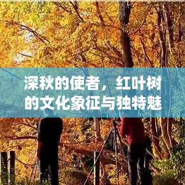 深秋的使者，红叶树的文化象征与独特魅力