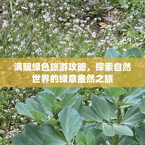 满眼绿色旅游攻略，探索自然世界的绿意盎然之旅