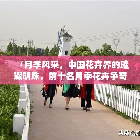 『月季风采，中国花卉界的璀璨明珠，前十名月季花卉争奇斗艳』