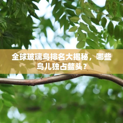 全球玻璃鸟排名大揭秘，哪些鸟儿独占鳌头？