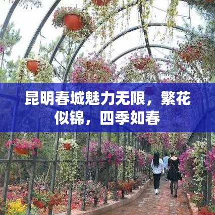 昆明春城魅力无限，繁花似锦，四季如春