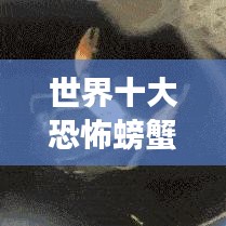 世界十大恐怖螃蟹排名，你敢挑战吗？