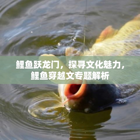 鲤鱼跃龙门，探寻文化魅力，鲤鱼穿越文专题解析