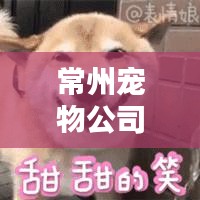 常州宠物公司排名揭晓，优质宠物服务与产品提供商榜单