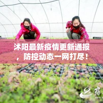 沭阳最新疫情更新通报，防控动态一网打尽！