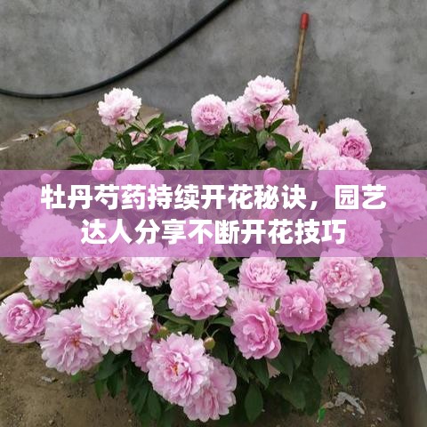牡丹芍药持续开花秘诀，园艺达人分享不断开花技巧