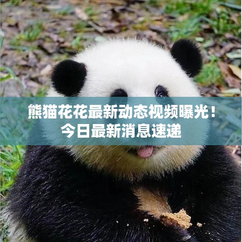 熊猫花花最新动态视频曝光！今日最新消息速递