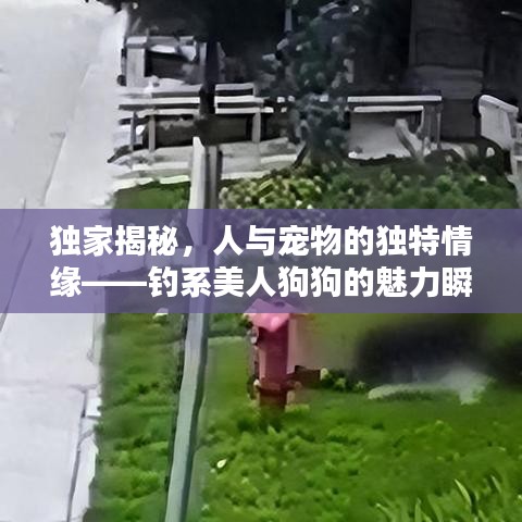 独家揭秘，人与宠物的独特情缘——钓系美人狗狗的魅力瞬间捕获你的心