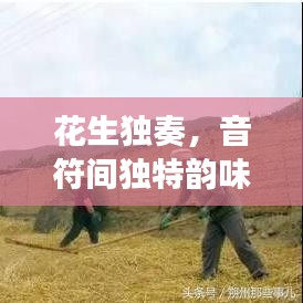 花生独奏，音符间独特韵味的魅力展现