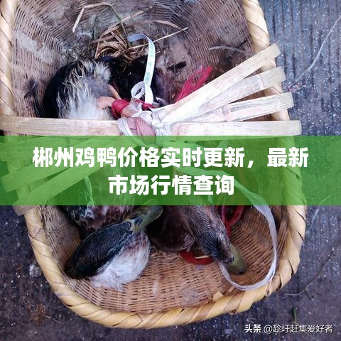 郴州鸡鸭价格实时更新，最新市场行情查询