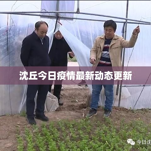 沈丘今日疫情最新动态更新