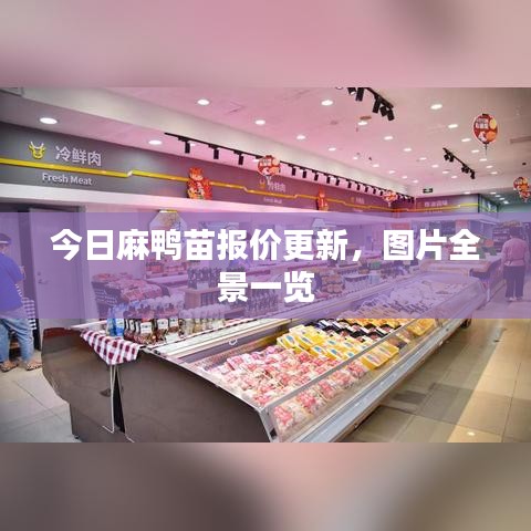 今日麻鸭苗报价更新，图片全景一览
